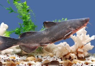 水族箱中的神秘鲨鱼