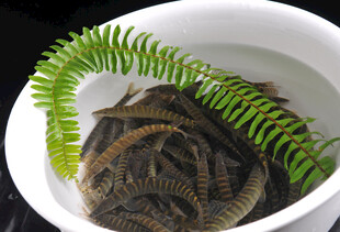 蕨类植物置于白色容器中