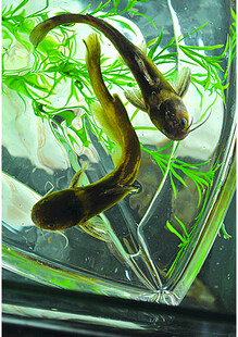 玻璃缸中的灵动小鳗鱼