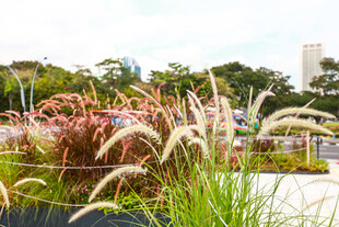 户外多彩观赏草景观