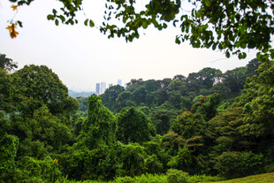 绿意盎然的森林景观