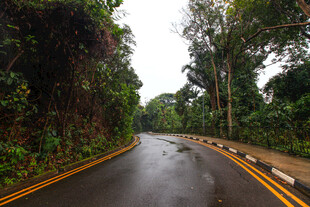 雨林中蜿蜒的湿润公路