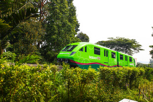 绿色列车穿行于葱郁林间