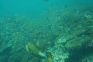 海底游动的斑斓鱼类