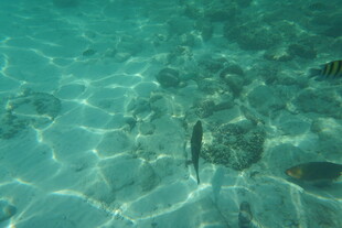 清澈海水中的灵动小鱼