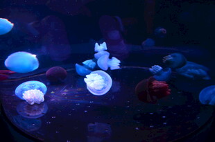 梦幻水母在水中轻盈游动