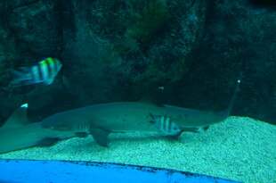 水族馆内的多彩鱼类