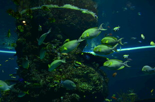 水族馆内群鱼畅游景象