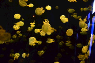 梦幻游动的金色水母