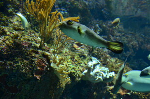 海底多彩鱼类与珊瑚景观