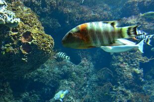 海洋中游动的多彩条纹鱼