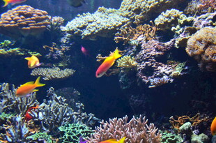 多彩海底世界的热带鱼