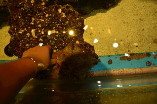 手捧闪耀金箔装饰物件