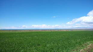 广袤绿野 蓝天相伴