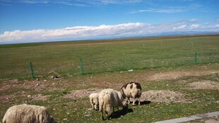 草原羊群风景