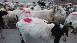 羊群身上有红色标记
