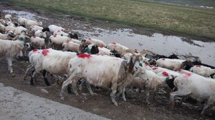 羊群在道路上集体行进