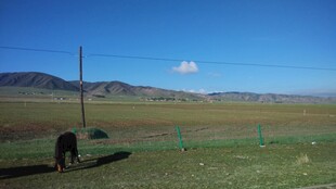 草原上的孤单马儿