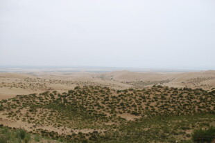 广袤沙漠中的绿植景观