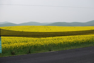 公路旁的灿烂油菜花海
