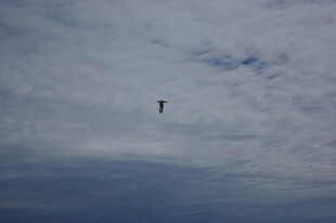 天空中飞翔的孤独身影