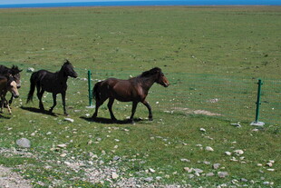 草原上漫步的几匹骏马