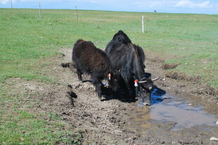 牛群在泥沼中艰难行进