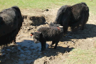 草原上的牦牛群