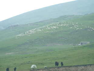 草原上的放牧景象