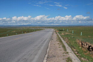 草原公路边的悠闲羊群