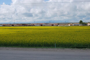 金黄稻田与蓝天白云美景