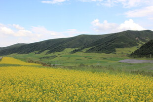草原上的金黄油菜花田