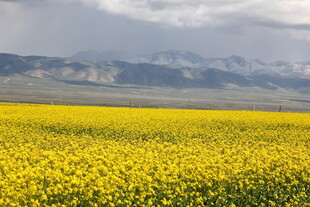 金黄油菜花海与远山