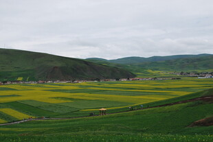 春日田野间的绚丽风景线