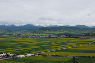 田园风光 黄绿相间的田野