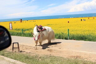 草原公路上的白牦牛