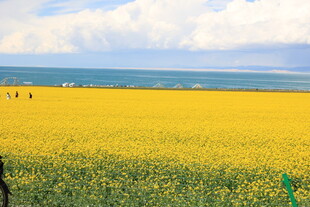 金黄油菜花海风景如画