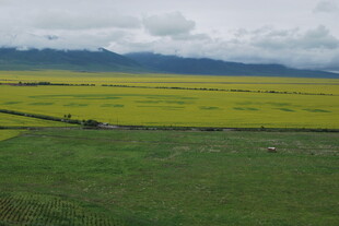 草原上的大片金黄油菜花