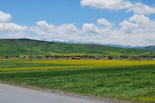 草原公路边的美丽花海