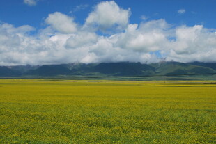 广袤草原与蓝天白云美景