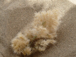 沙滩上的蓬松毛绒物