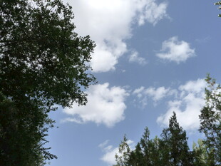 蓝天绿树间的白云景致