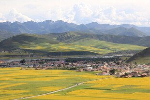 金黄花海中的山间村落