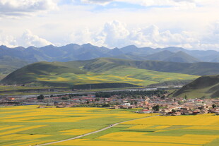 金黄田野与远山村落美景