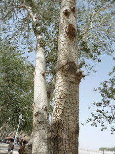 古老粗壮的树干特写