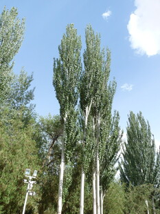 蓝天白云下的挺拔白杨