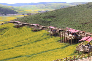 金黄田野中的特色建筑