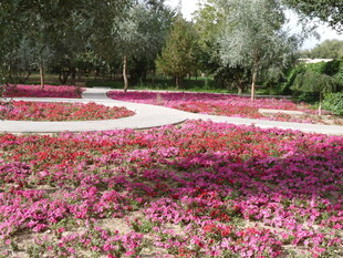 缤纷花海装点美丽园林