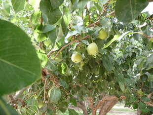 枝头硕果累累的绿色果实