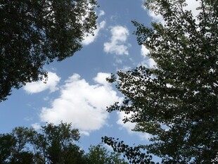 仰望蓝天绿树间的白云